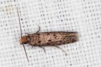 Ateliotum petrinella