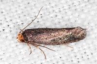 Cephimallota crassiflavella