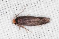 Cephimallota crassiflavella