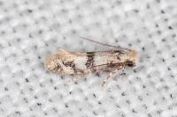 Infurcitinea atrifasciella