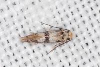 Infurcitinea atrifasciella