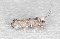 Paraswammerdamia nebulella