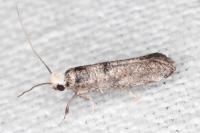 Paraswammerdamia nebulella