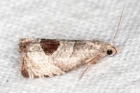Notocelia uddmanniana