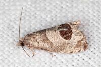 Notocelia uddmanniana