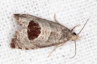 Notocelia uddmanniana