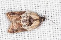 Acleris variegana
