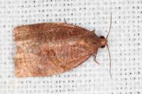 Archips rosana