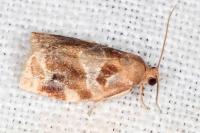 Archips xylosteana
