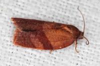 Cacoecimorpha pronubana