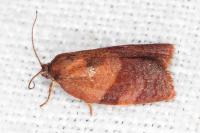 Cacoecimorpha pronubana