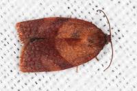 Cacoecimorpha pronubana