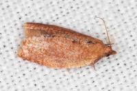 Clepsis consimilana