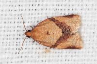 Clepsis consimilana