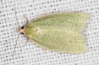 Tortrix viridana
