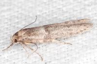 Blastobasis phycidella