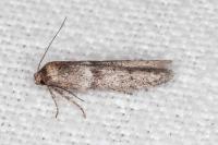 Blastobasis phycidella