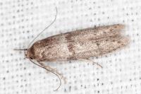 Blastobasis phycidella