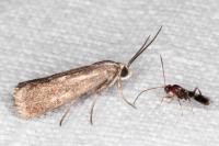 Brachodes funebris