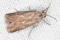 Brachodes funebris