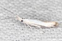 Coleophora ibipennella