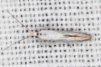 Coleophora ibipennella