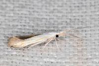 Coleophora