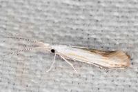 Coleophora