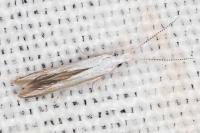 Coleophora