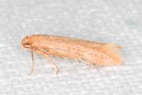 Haplochrois ochraceella