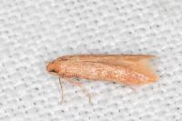Haplochrois ochraceella