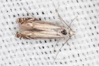 Isophrictis