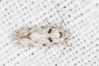 Parastenolechia nigrinotella