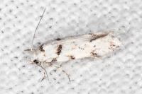 Parastenolechia nigrinotella