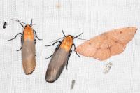 Parastenolechia nigrinotella