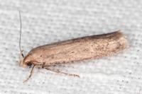 Platyedra subcinerea