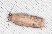 Platyedra subcinerea