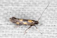 Euspilapteryx auroguttella