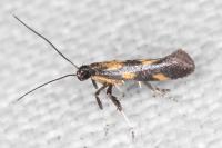 Euspilapteryx auroguttella