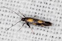 Euspilapteryx auroguttella