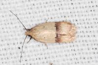 Odites kollarella