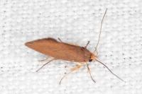 Crassa unitella