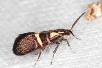 Dasycera oliviella