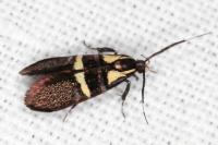 Dasycera oliviella