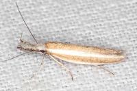 Pleurota aristella