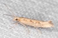 Plutella xylostella