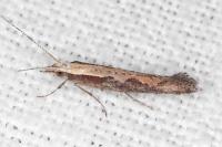 Plutella xylostella