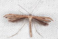 Emmelina monodactyla