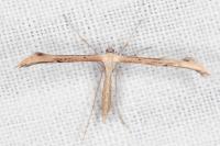 Emmelina monodactyla