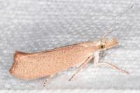 Ypsolopha alpella